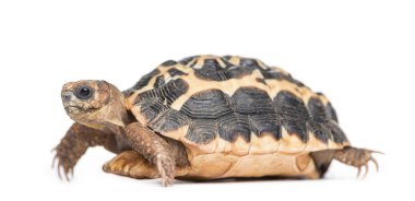 Örümcek Kaplumbağa, Pyxis arachnoides, beyaz üzerinde izole edilmiş.