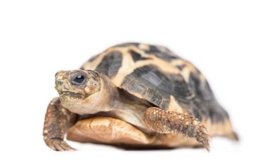 Örümcek Kaplumbağa, Pyxis arachnoides, beyaz üzerinde izole edilmiş.