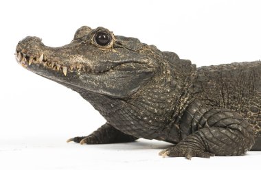 Cüce timsah, Osteolaemus tetraspis, beyaz üzerine izole edilmiş.