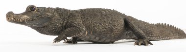 Cüce timsah, Osteolaemus tetraspis, beyaz üzerine izole edilmiş.