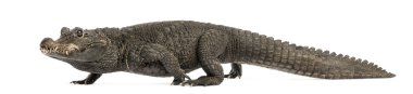 Cüce timsah yürüyüşü, Osteolaemus tetraspis, i