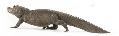Cüce timsah, Osteolaemus tetraspis, beyaz üzerine izole edilmiş.