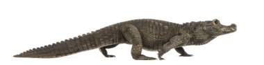 Cüce timsah yürüyüşü, Osteolaemus tetraspis, i