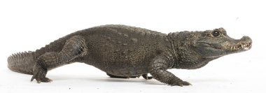 Cüce timsah, Osteolaemus tetraspis, beyaz üzerine izole edilmiş.
