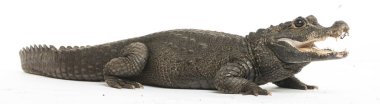 Cüce timsah, Osteolaemus tetraspis, beyaz üzerine izole edilmiş.