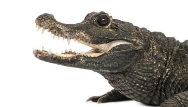 Cüce timsah profilinin ağzı açık olan yakın çekimi, Osteola