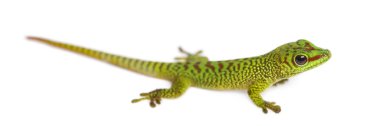Madagaskar dev bir geko gününün yan görüntüsü, Phelsuma madagascarie