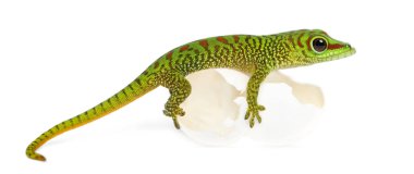 Side view of a Madagascar giant day gecko perched on its eggs, P clipart