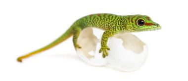 Side view of a Madagascar giant day gecko perched on its eggs, P clipart
