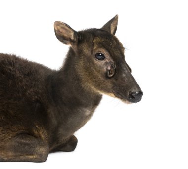 Visayan benekli geyiğine yakın çekim, Rusa Alfredi, nerede izole edilmiş?