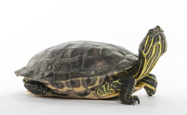 Göl kaydırıcı, Trachemys betiği, beyaz üzerine izole