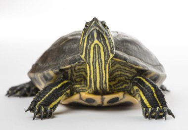 Göl kaydırıcı, Trachemys betiği, beyaz üzerine izole