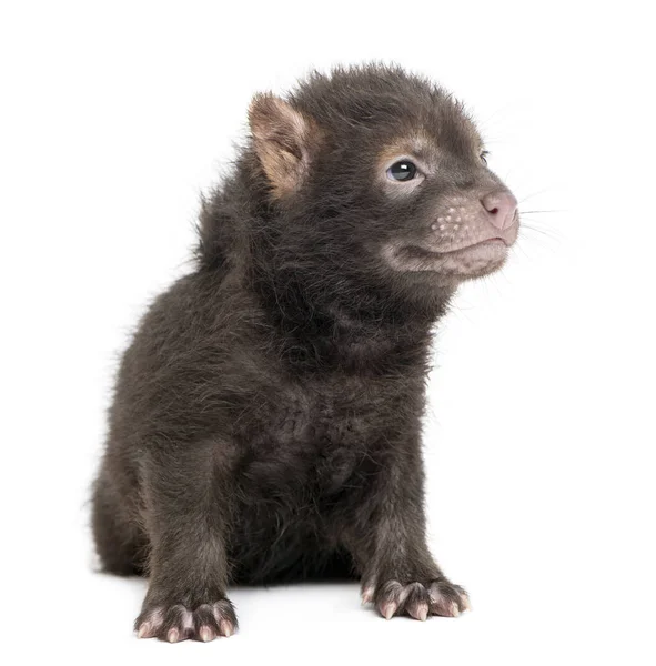 Baby Bushdog sitter och tittar bort, Speothos venaticus, 2 månader — Stockfoto