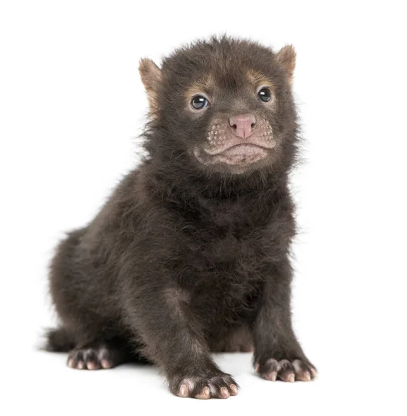 Baby Bushdog sitter, Speothos venaticus, 2 månader gammal, isolerad — Stockfoto