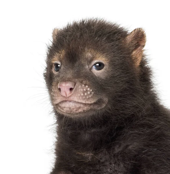 Kameraya bakan bebek bir Bushdog 'un yakın çekimi, Speothos venat — Stok fotoğraf