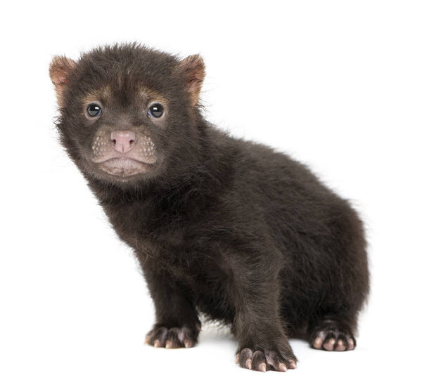 Baby Bushdog sitting, looking at the camera, Speothos venaticus,