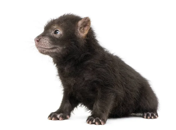 Side view of a baby Bushdog sitting, Speothos venaticus, 2 month — Stock Photo, Image