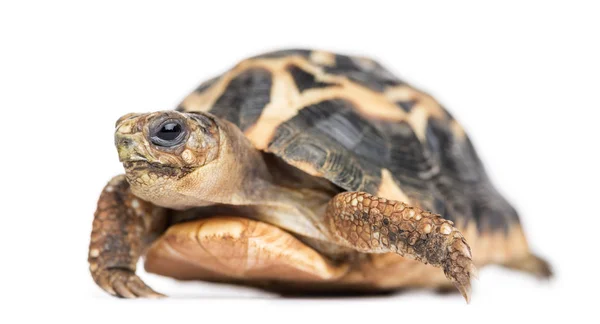 Tortue araignée, Pyxis arachnoides, isolée sur blanc — Photo