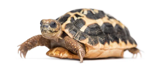 Spinnenschildpad, Pyxis arachnoides, geïsoleerd op wit — Stockfoto