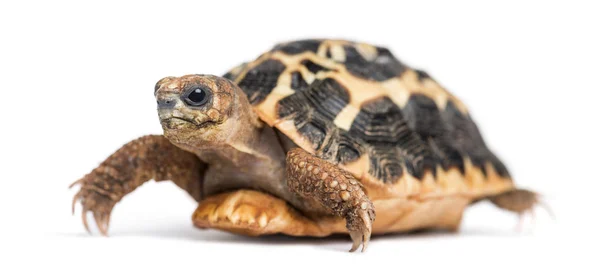 Spinnenschildpad, Pyxis arachnoides, geïsoleerd op wit — Stockfoto