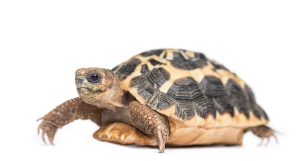 Spinnenschildpad, Pyxis arachnoides, geïsoleerd op wit — Stockfoto