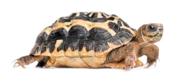 Zijaanzicht van een spinschildpad, Pyxis arachnoides, geïsoleerd op w — Stockfoto