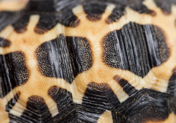 Macro del carapace di una tartaruga ragno, Pyxis arachnoides, isolat — Foto Stock