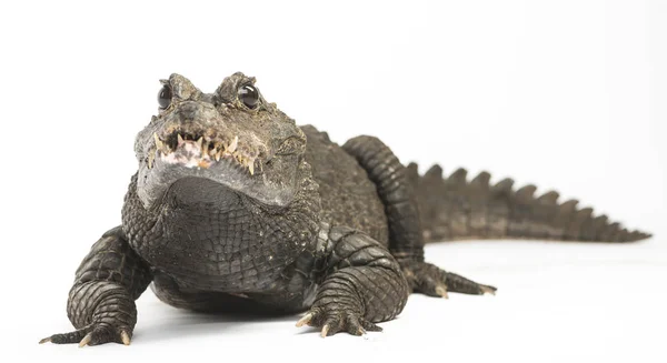 Krokodýl Trpasličí Osteolaemus Tetraspis Izolovaný Bílém — Stock fotografie