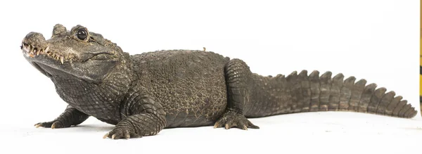 Törpe Krokodil Osteolaemus Tetraspis Fehér Alapon Izolálva — Stock Fotó