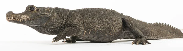 Crocodilo Anão Osteolaemus Tetraspis Isolado Sobre Branco — Fotografia de Stock