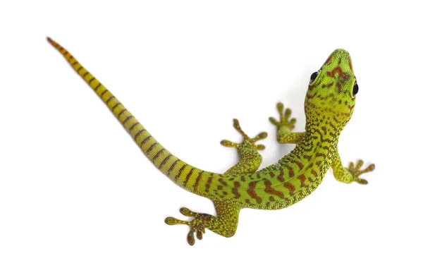 Madagaszkár óriás nap gekkó kilátás fentről, Phelsuma madagasca — Stock Fotó