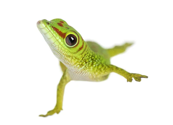 Vue de face d'un gecko géant de Madagascar debout sur une jambe , — Photo