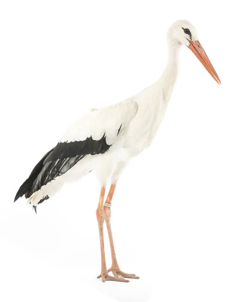 White Stork Ciconia Ciconia Isolated White — Stock Photo, Image