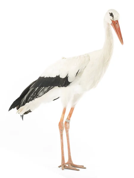 Vit Stork Ciconia Ciconia Isolerad Vit — Stockfoto