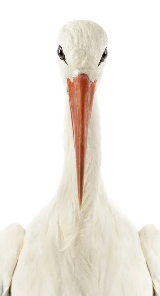 Close-up of a White stork facing, looking at the camera, Ciconia — Stock Photo, Image