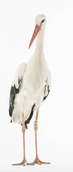 Cigüeña Blanca Ciconia Ciconia Aislada Sobre Blanco —  Fotos de Stock