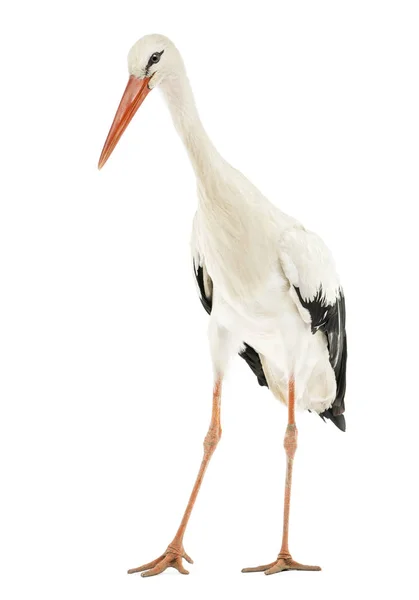 Vit stork promenad, Ciconia ciconia, isolerad på vit — Stockfoto