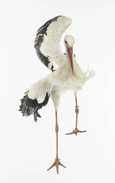 Vit Stork Ciconia Ciconia Isolerad Vit — Stockfoto