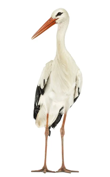 Cigüeña blanca en pie, Ciconia ciconia, aislada sobre blanco —  Fotos de Stock