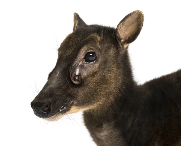 Primer plano de un ciervo vizcaíno, Rusa alfredi, aislado en —  Fotos de Stock