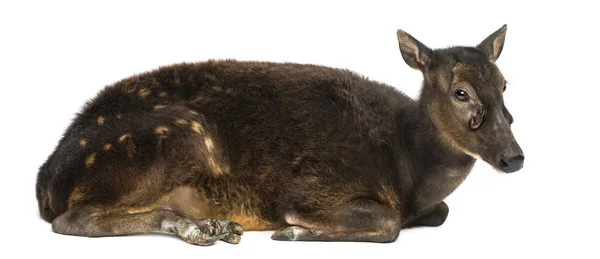 Вид сбоку лежащего пятнистого оленя Висаяна, Руса Альфреди, изоляция — стоковое фото