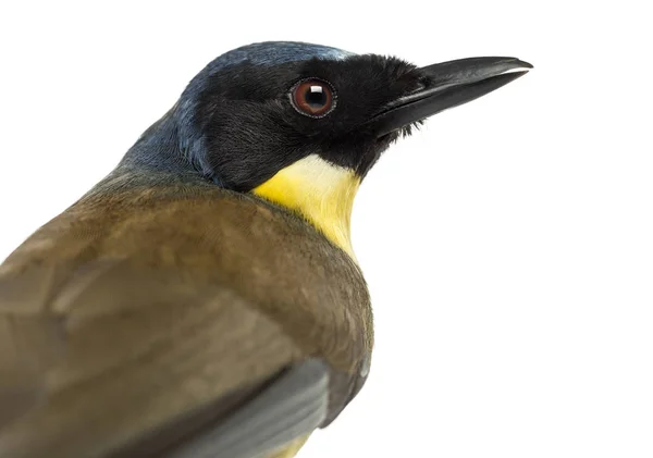 Close-up of a Blue-crowned Laughingthrush profile, Garrulax cour — Stock Photo, Image