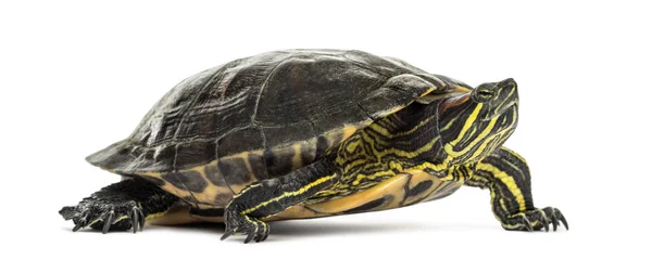 池のスライダー, Trachemys scripta,白に隔離された — ストック写真