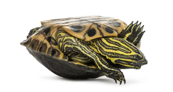 Rybník jezdec, trachemys scripta, na hřbetě — Stock fotografie