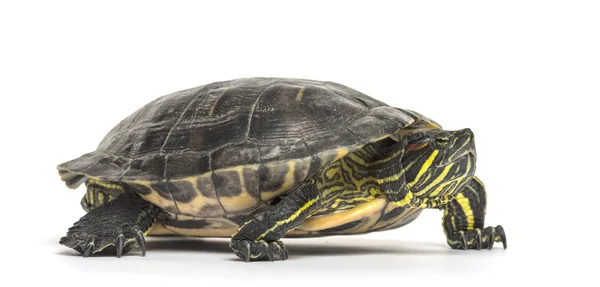 Teichschieber Trachemys Scripta Isoliert Auf Weiß — Stockfoto