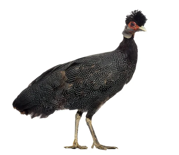 Side view of a Crested Guineafowl standing, Guttera pucherani, i — Stock Photo, Image