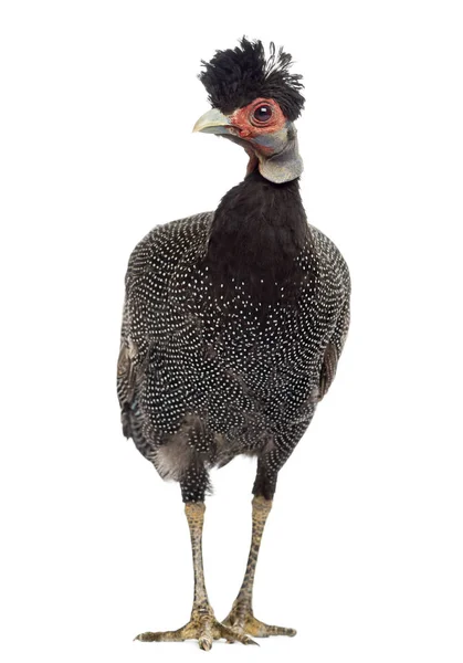 Front visning af en Crested Guineafowl stående, Guttera pucherani , - Stock-foto