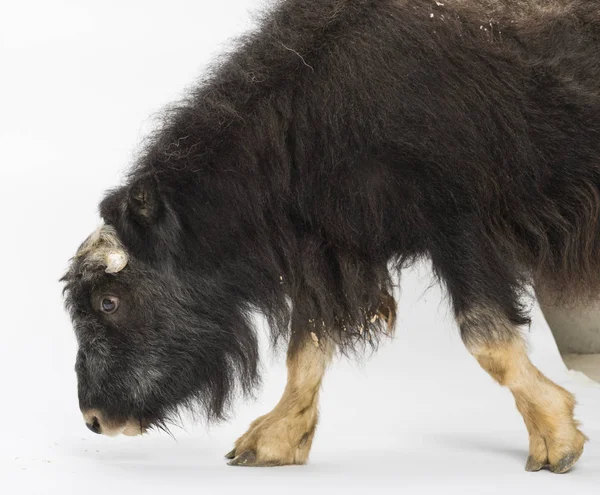 Genç Muskox Ovibos Moschatus Beyaz Üzerine Izole Edilmiş — Stok fotoğraf