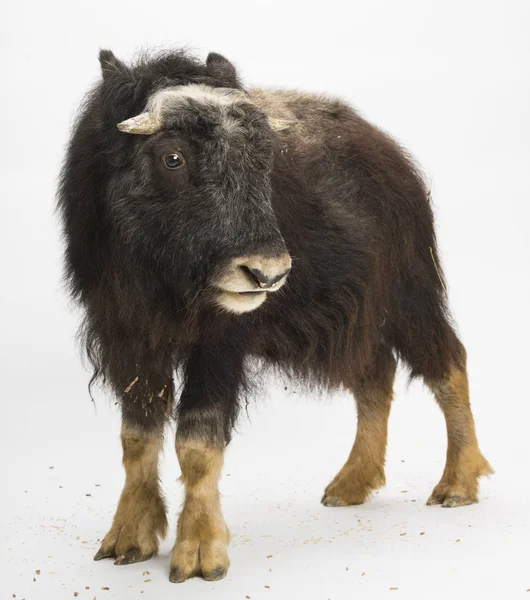 Mladý Muskox Ovibos Moschatus Izolovaný Bílém — Stock fotografie