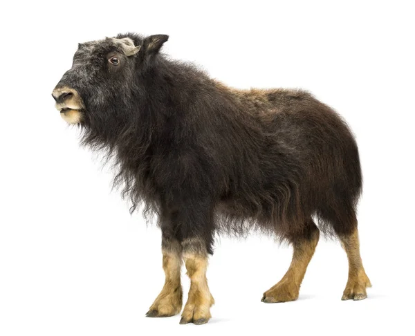 Side view of a Young Muskox standing, Ovibos moschatus, isolated — Stock Photo, Image